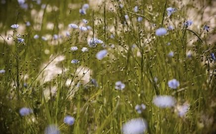 Noordmolen Twickel - Vlasplant